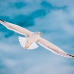 Articles on Letting Go and on Optimistic Emotional Detachment